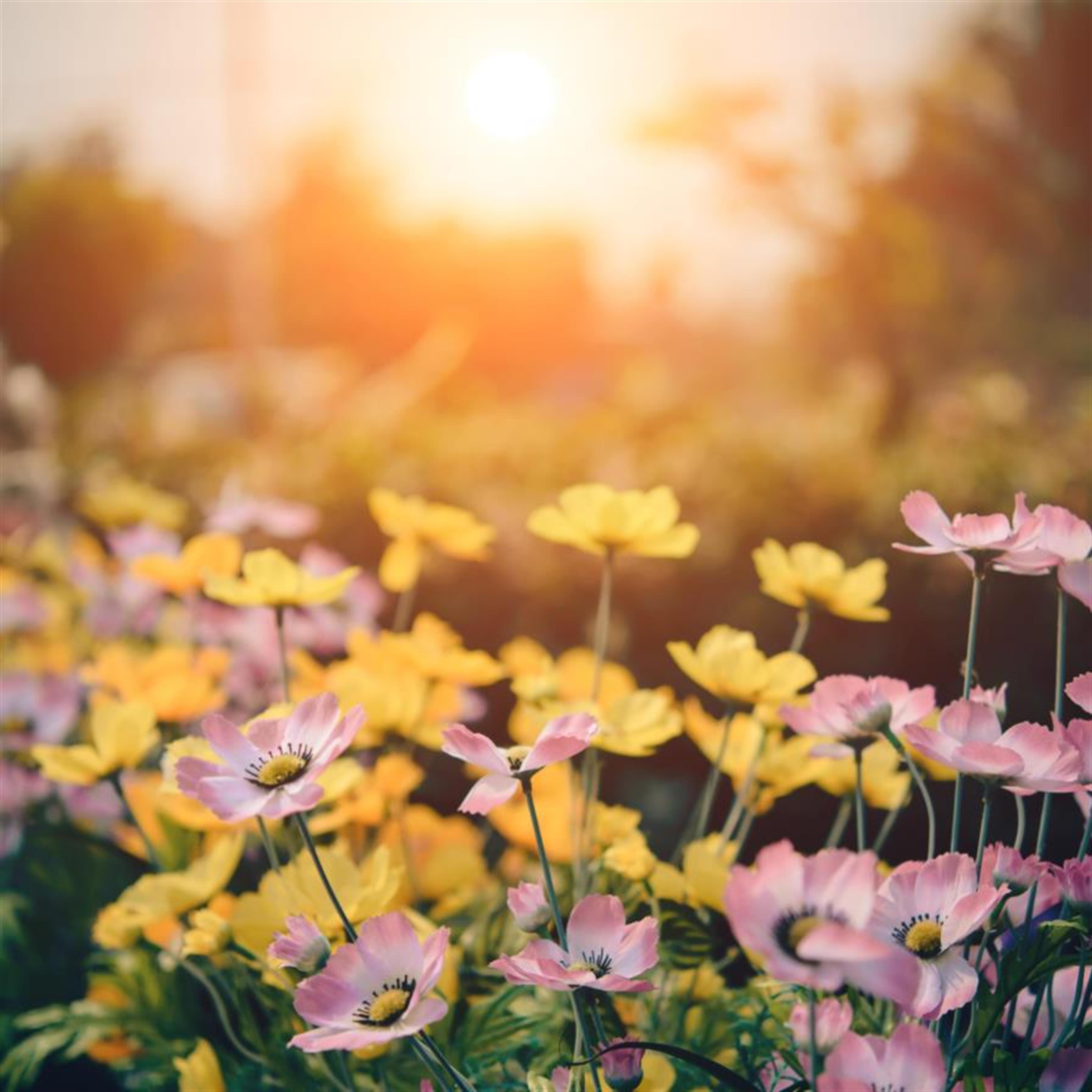 Mandy Dianne Lenartz's obituary picture