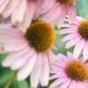 Daisy A Arciga