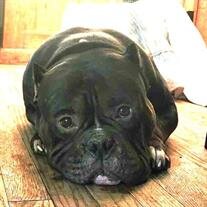 Kongo Wooton