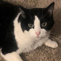 Oreo Ringdahl
