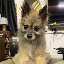 Gizmo Quijas Hanson