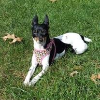 Diva Doo Buckmeyer-Wheeler