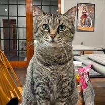 Tiger (Tiggy) Wiebler
