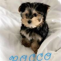 Rocco Lopez