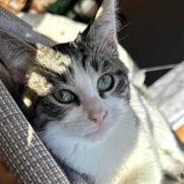Sammy Licht