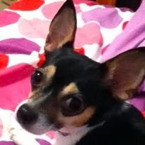 Coco Jacobs
