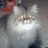 Tabitha Swanson