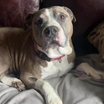 Gracie Mae Lantz