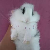 Fluffy Ross