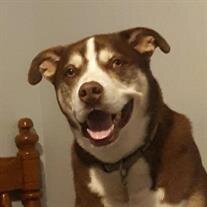Otis Marshal