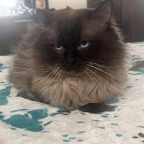 Figaro Orosco
