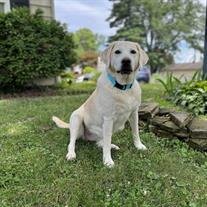 Gracie Derby