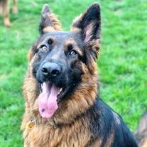 Nymeria Gerlich
