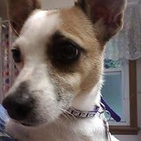 Daisy Lou McDaniel