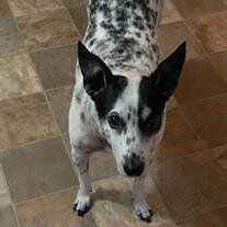 Nala Leuck