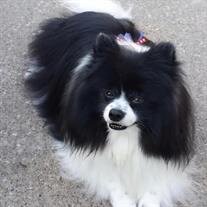 Gracie Ringier