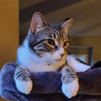 Mr. Mittens Glennon