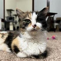 Cali Wigal