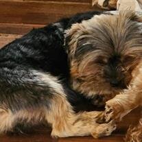 Nalla (Nanna) Dohrmund