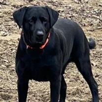Ruger Van Alsburg