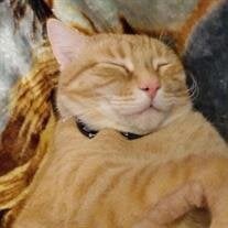 Butterscotch Meadors