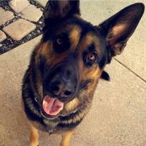 Koda Guerrero