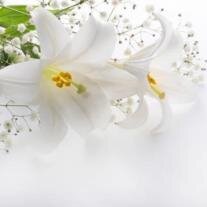 Dolores Pimentel Molioo