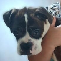 Isis Diamond Snow the 2nd