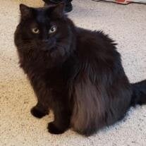 Moe Porter