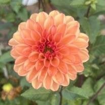 Carole Jeanette Wise