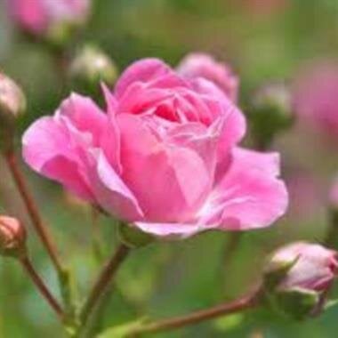 Jeanie Violet Bailey