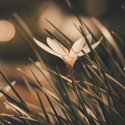 Lucas Bradford Oxyer