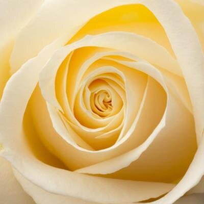 Maria Teresa Navarro