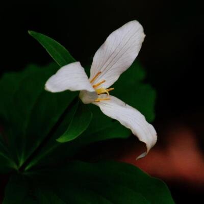 Elena Genara Gonzalez