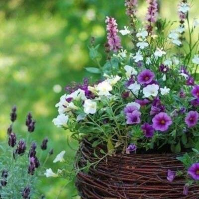 Joanne Elizabeth Westerman