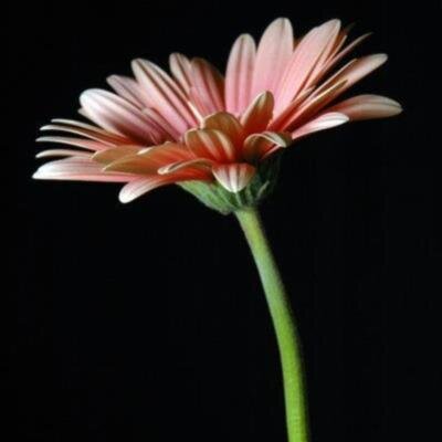 Alexandra Nicolletta Walters