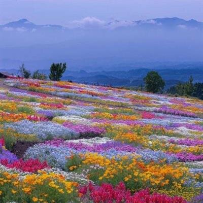 Mrs. Audrey Catherine McCook