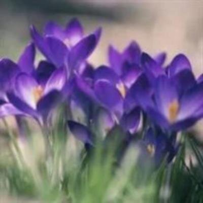 Doris Ann Peek