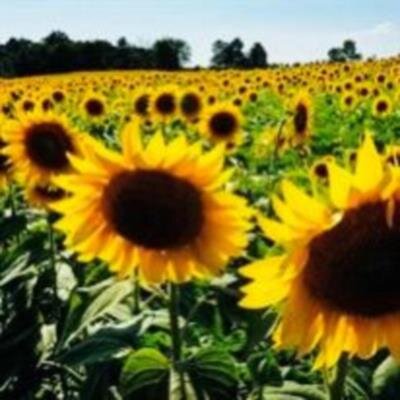 Lynn Dorrance Pemberton