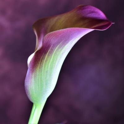 Janet Sue Hanes