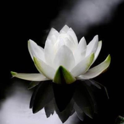Kyung Soon Han