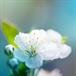 Mary Harris