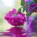 Mrs. Anne George Rives