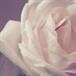 Jacqueline Faye Kirby