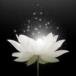 Susan J Maddox