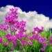 Leona M. Bricker