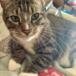 Porch Cat Shippman