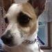 Daisy Lou McDaniel