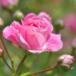Patricia Gail Honeycutt