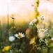 Deborah Beck